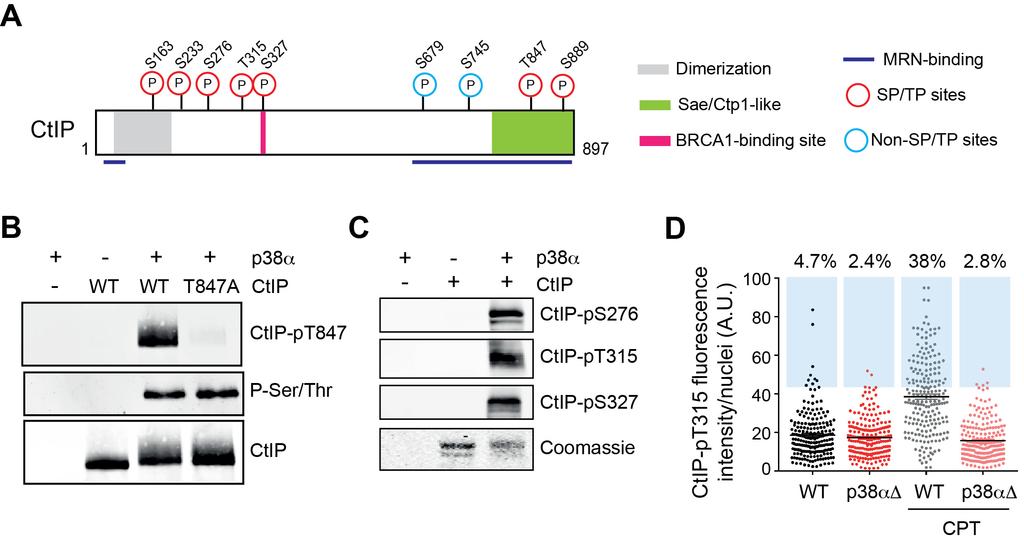 Figure S4, related to Figure 4. p38a phosphorylates CtIP (A) Scheme indicating the CtIP sites phosphorylated by p38a in vitro, as determined by mass spectrometry analysis.
