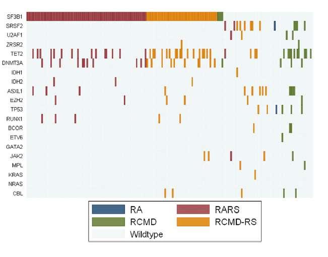 Mutations in SF3B1 Define a Clinical Subgroup