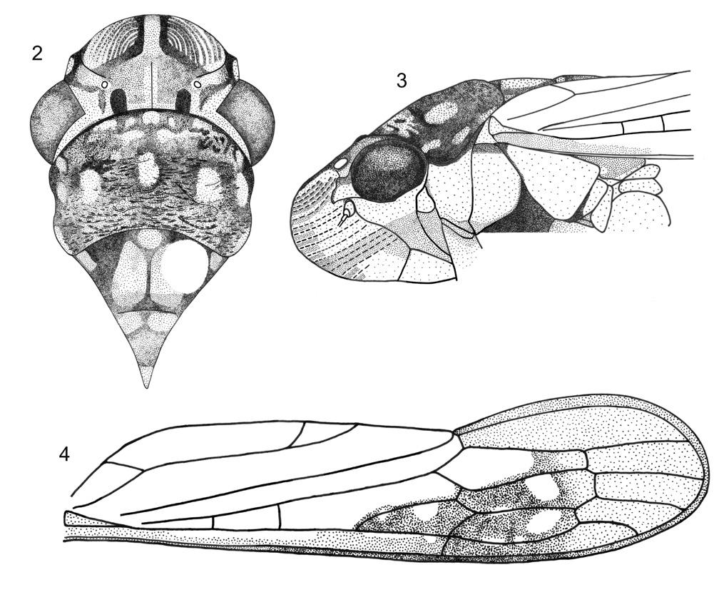 A remarkable new species of the sharpshooter genus Egidemia... 5 Figures 2 4. Egidemia impudica sp. n. 2 crown, pronotum and mesonotum, dorsal view (the white circle on the mesonotum is the pin perforation) 3 anterior portion of body, lateral view 4 left forewing.