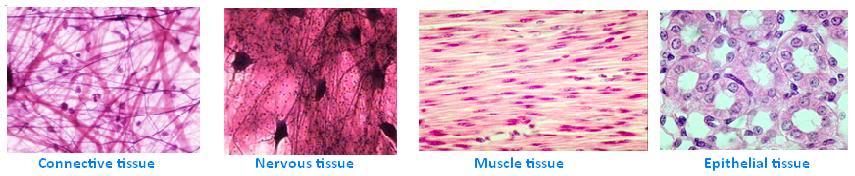 secretion, excretion Connective Tissue most widespread tissue type of the body > Function protect, support,
