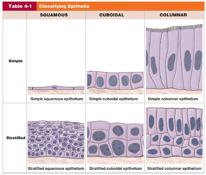 X. Epithelial Tissue > Characteristics 1. Cells fit closely together (desmosomes & tight junctions) 2. One free surface or edge (apical); covered with microvilli, cilia, or smooth surface 3.