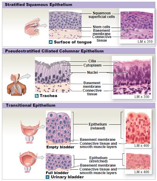 X. Epithelial Tissue cont'd Stratified Epithelium for protective purposes A.
