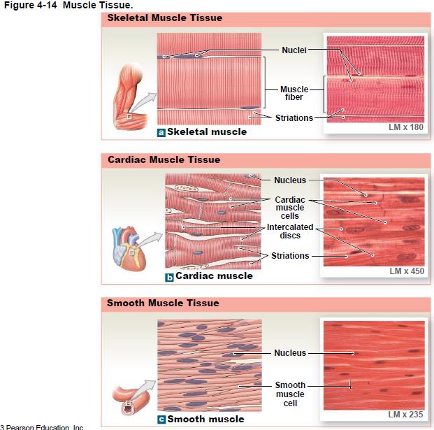 XII. Muscle Tissue > Characteristics 1. Elongated cells = fibers 2. Highly specialized cells that have ability to contract/shorten to produce movements A.