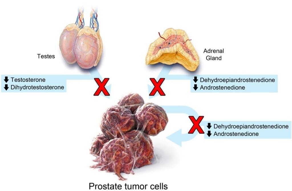 Abiraterone Inhibits Androgen Biosynthesis Through CYP17 Androgens produced at 3 critical sites Testes Adrenal gland Prostate tumor cells Abiraterone inhibits biosynthesis of androgens that stimulate