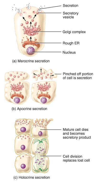 Epithelial Tissue Modes of Secretion Merocrine -- most glands cells release their products by exocytosis mucus