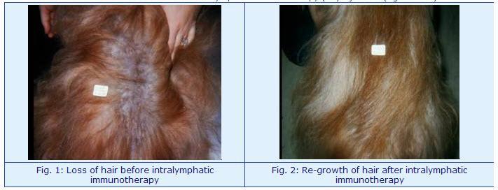 Practicability and safety of intralymphatic allergenspecific immunotherapy in dogs with atopic dermatitis. Hatzmann K, Mueller RS. 3 low dose i.ln. vs. 30 high dose s.c. intralymphatic allergen-specific immunotherapy is an interesting and safe alternative to subcutaneous administration.