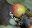 2. Cranberry Fruitworm Still # 1 pest in cranberry 2-4 organophosphate sprays timed for peak egg