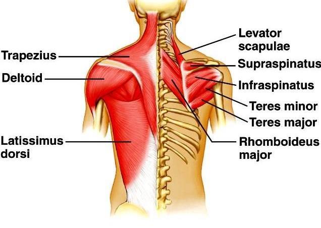 Muscles of the back are divided to three layers: 1. Superficial layer: the muscles related to the upper limb. 2.