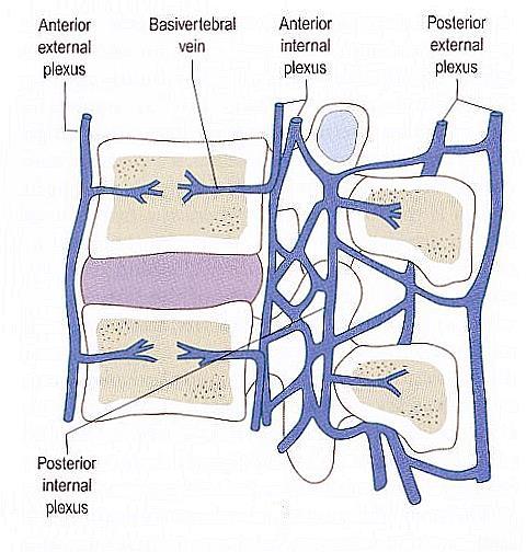 Note that the most movable region is the cervical region.