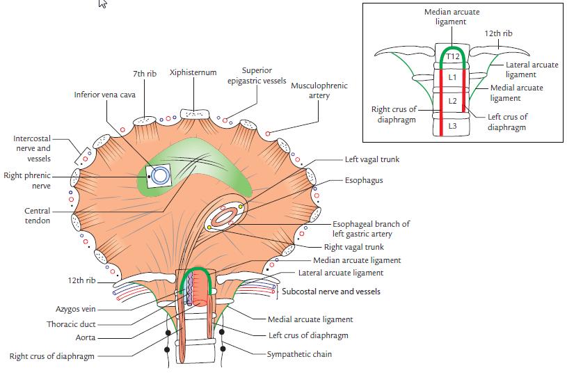 Figure 9. Inferior aspect of the diapghram The diaphragm is supplied by the phrenic nerves (C3, C4, C5).