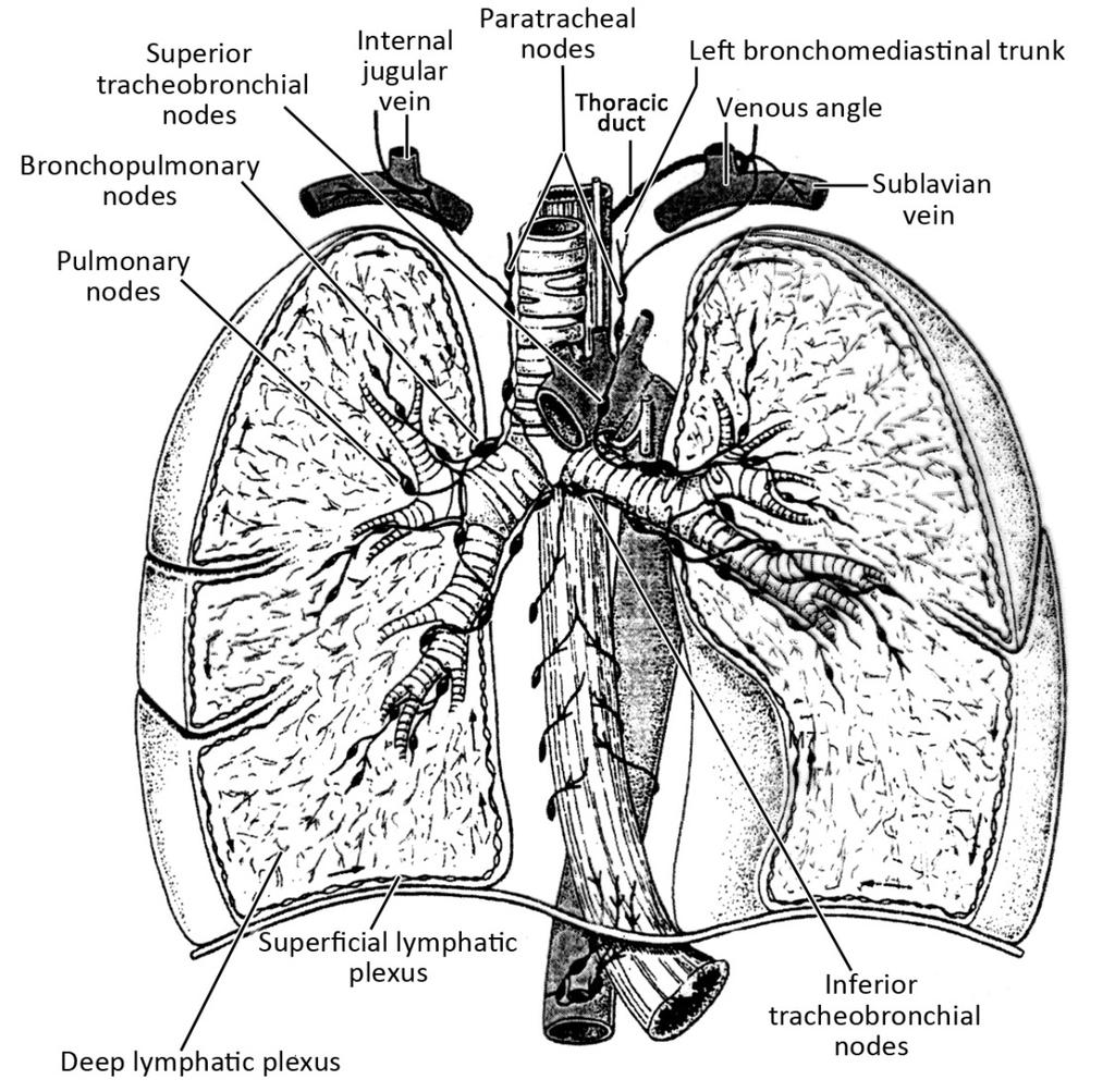 Figure 21. The lymphatic drainage of the lungs and pleura. Nerve Supply of the Lungs The lung innervation is provided by two interconnected nerve plexuses.