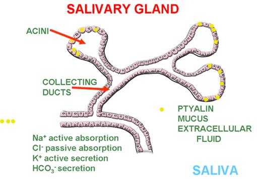 The Oral Cavity The first secretion into the digestive tract takes place in the oral cavity. There are three main types of salivary glands contributing to the production of saliva.