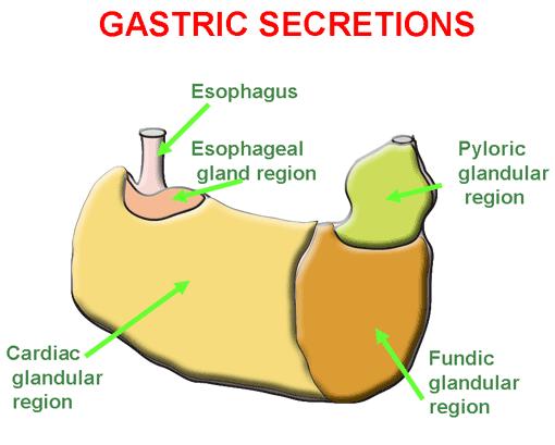 Gastric secretions In the stomach there are many mucus cells covering surfaces and pits. These cells produce thick mucus, alkaline in nature, which protects the tissue from the acid content (Fig.