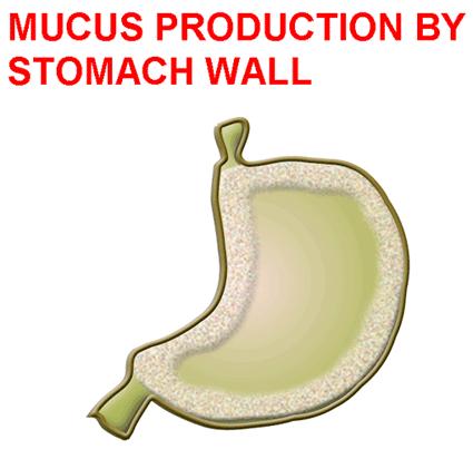 GASTRIC SECRETIONS Surface and pits covered with mucus cells o Produce thick protective mucus o Alkaline in nature Within the pits are tubular glands o Oxyntic or gastric glands o Pyloric glands