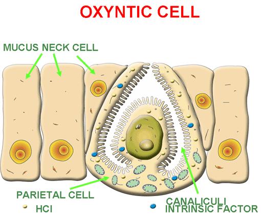 Secretions produced by the gastric or oxyntic gland Pyloric glands contain mucus and endocrine cells.