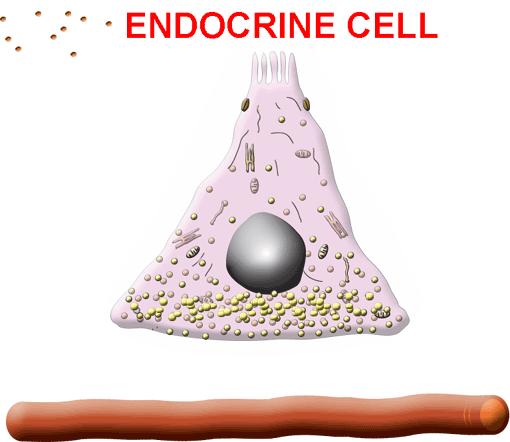 The endocrine cells produce gastrin, a hormone that regulates gastric secretions Figure 2-14. Structure and function of the oxyntic cell Gastrin secretion.