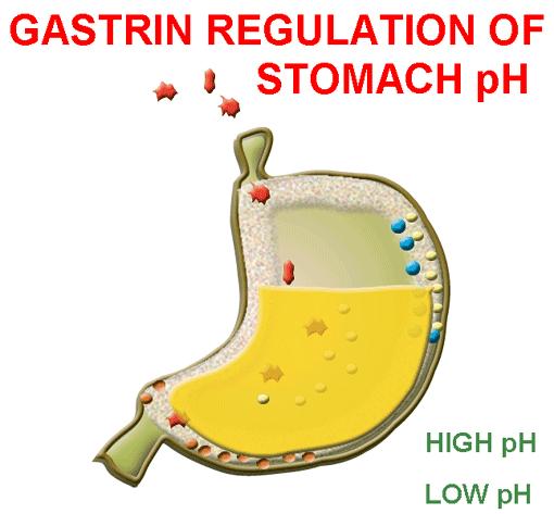 With the help of the movements by the walls of the stomach, the contents mix and distribute in such a way that gastrin gets in contact with the enterochromaffin-like cells in the body of the stomach.
