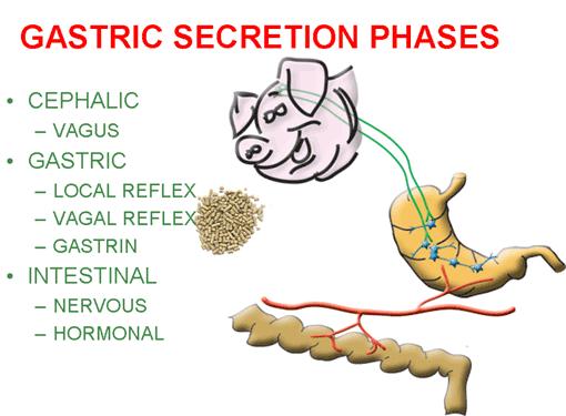 stimulation from stomach acid regulate the release of pepsinogen (Fig. 2-17).