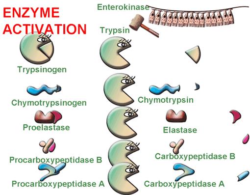 For carbohydrate digestion the pancreas produces pancreatic amylase and, for lipids it produces pancreatic lipase, cholesterol esterase and phospholipase.