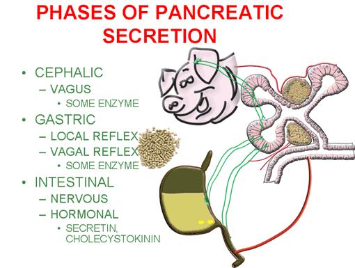 Phases of pancreatic secretions As it was the case with gastric secretions, the pancreatic secretions are also produced in three very similar phases, a cephalic, a gastric and an intestinal phase