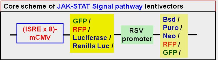 The premade, ready-to-use reporter lentivirus provides a much easier tool to monitor the activity of JAK/STAT signaling pathways in virtually any mammalian cell type.