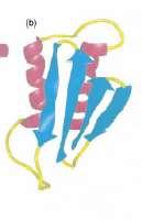 Prion Protein Transmissible spongi