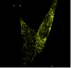 Triton X 100 and rafts Live cells immunofluorescence microscopy 0 min 1 min 2 min 3 min GPI CFP VSVG