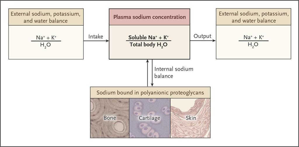 Internal and External Solute and Water Balance and the Plasma Sodium Concentration Sterns RH. N Engl J Med 2015;372:55-65 Plasma Na concentration: Na and K in the body to total body water.