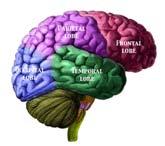 Frontal Lobe Emotion Executive function Primary motor cortex Similarities and differences between things and events safe?