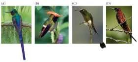 recognize mates by sensing pheromones: Female Gypsy moths emit