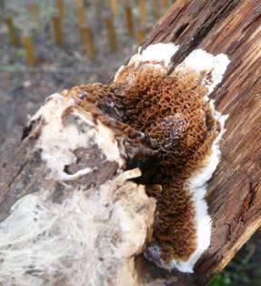 beetles were able to damage wood treated with biocide-free oils Fire behaviour Oil treatment had a negative impact on the fire behaviour of wood = decreased the fire hazard