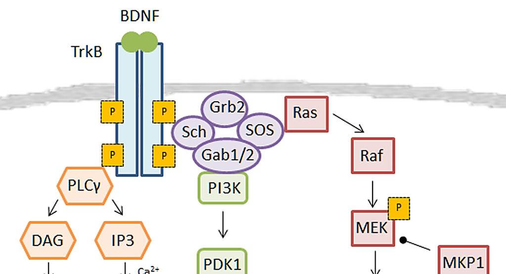UVOD stanice. Ras zatim aktivira nizvodne kinaze, uključujući i MAPK/ERK (Slika 11) koja onda utječe na transkripciju aktivirajući različite transkripcijske faktore (Shaywitz i Greenberg, 1999).