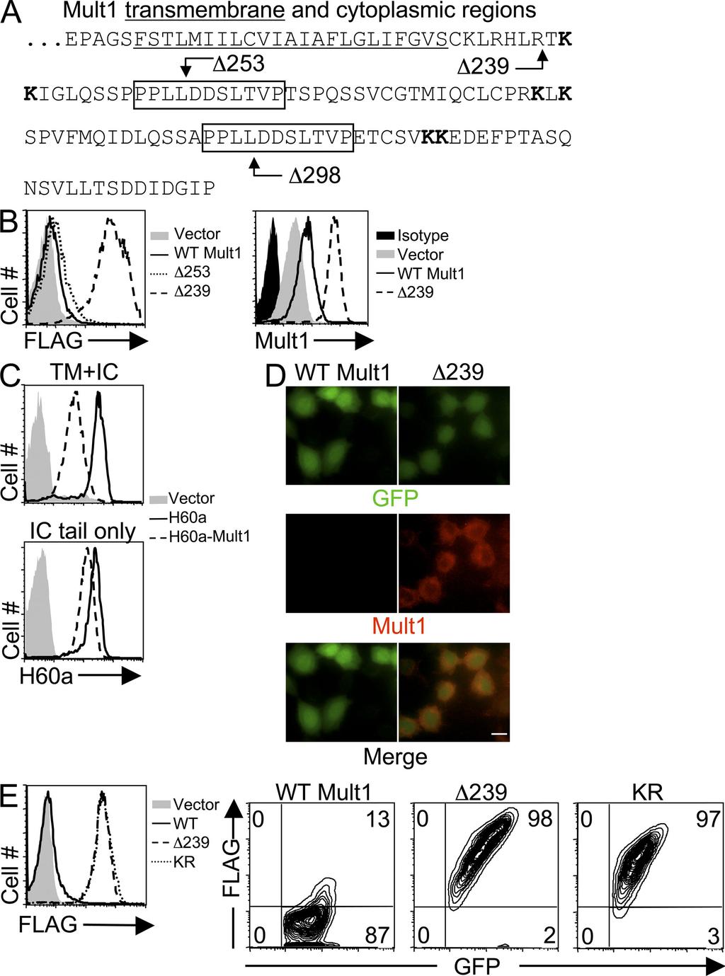 ARTICLE transduced with the 239 mutant compared with cells transduced with WT Mult1 ( Fig. 2 B, right).