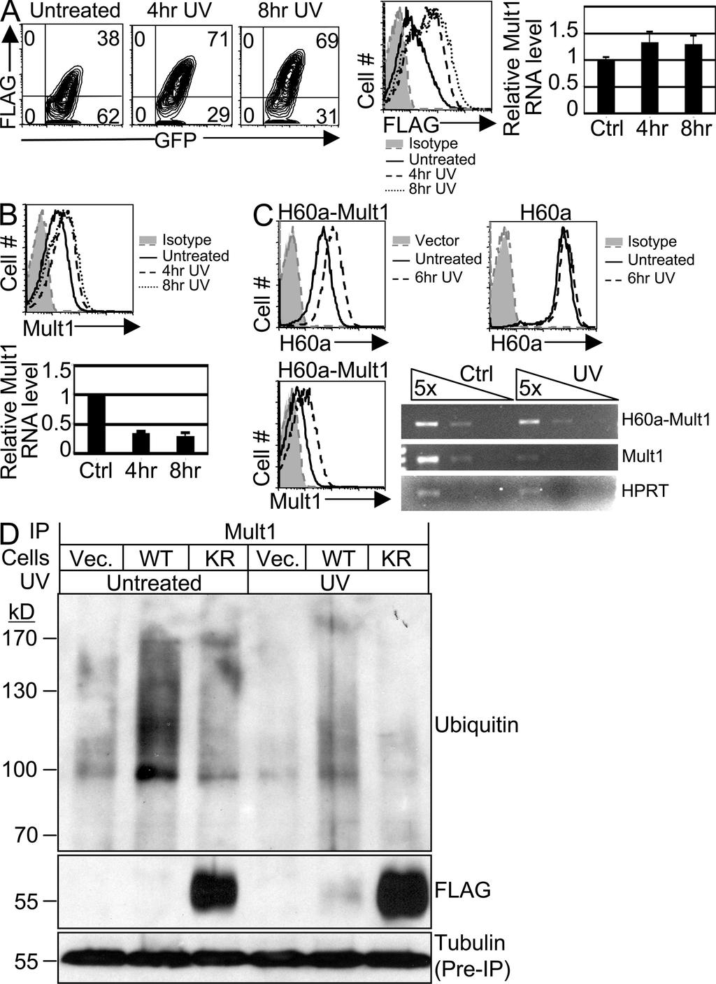 Published January 26, 2009 Heat shock induces Mult1 by increasing protein stability Considering the evidence that the protein level regulation of Mult1 by UV was not mediated by the DNA damage