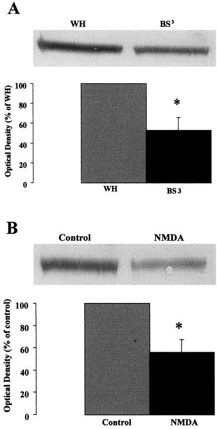 Slices treated with NMDA were processed for immunoblotting with spectrin antibodies, and the levels of the 150 kda breakdown product generated by calpainmediated degradation of spectrin were