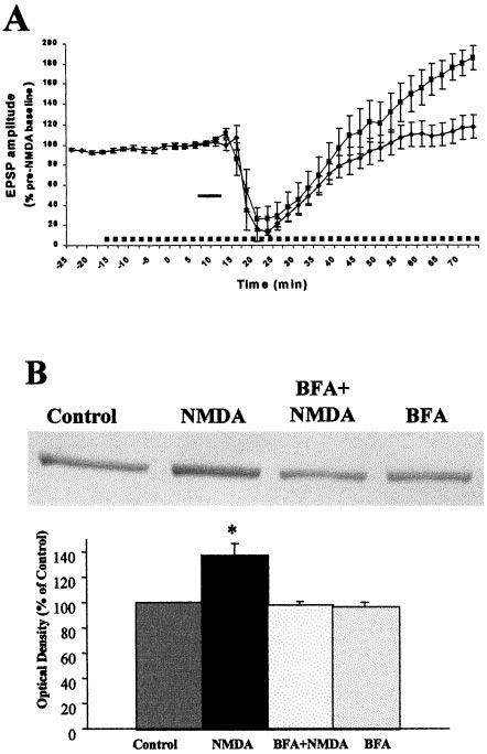 Broutman and Baudry AMPA Receptor Secretory Pathway and Hippocampal LTP J. Neurosci., January 1, 2001, 21(1):27 34 31 Figure 6.
