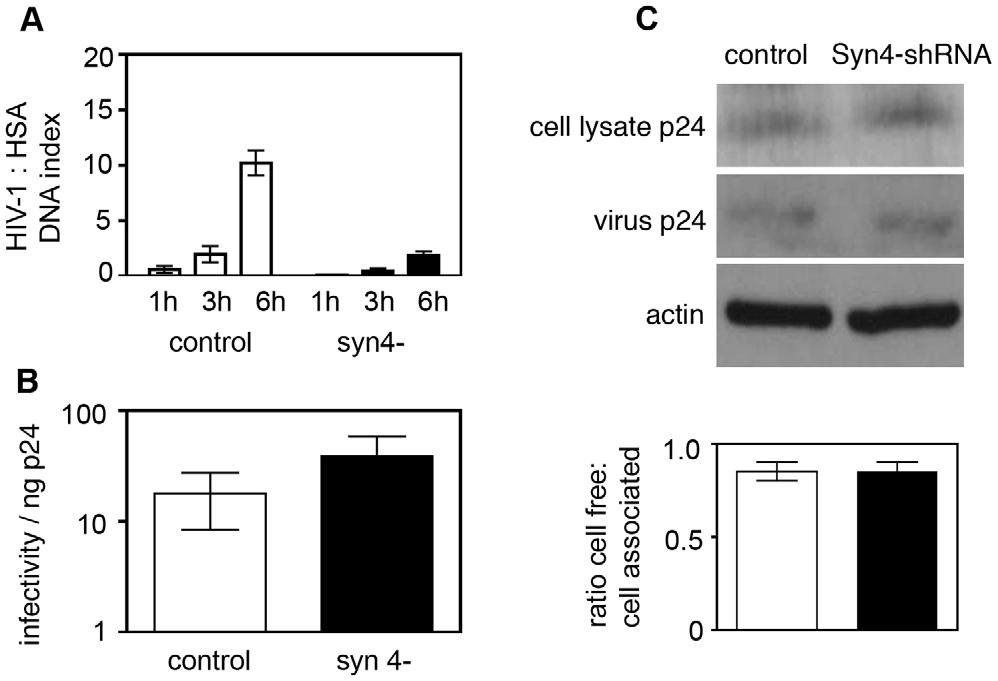 Figure 8. Syntaxin 4 contributes to cell-to-cell spread of HIV-1.