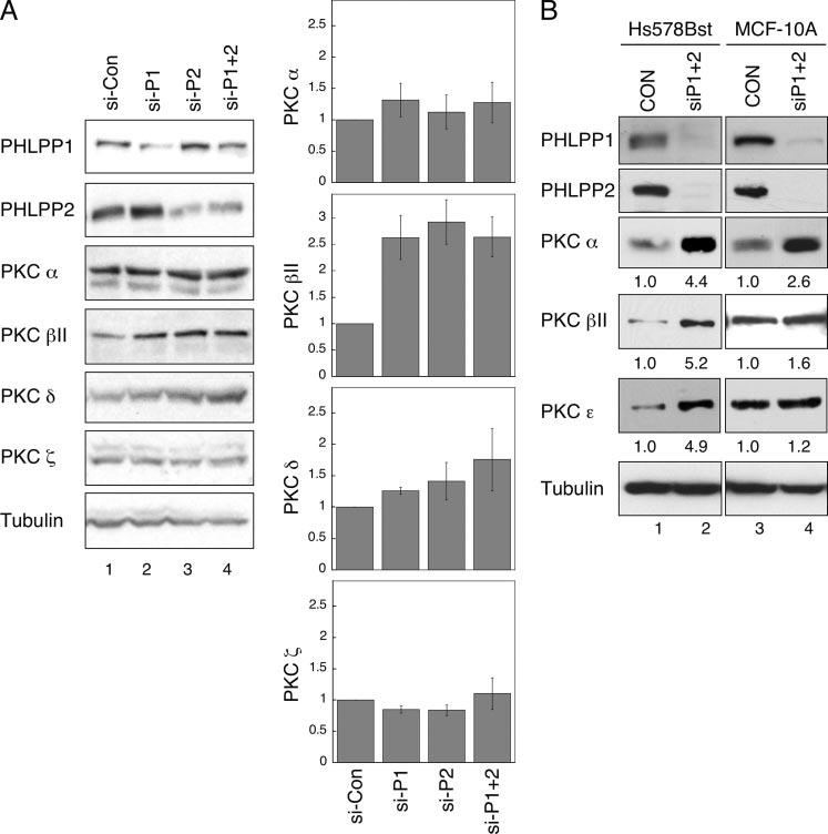 FIGURE 7. Expression of PHLPP correlates inversely with cellular PKC levels. A, knockdown of PHLPP isoforms in colon cancer DLD-1 cells results in increased expression of PKC II.