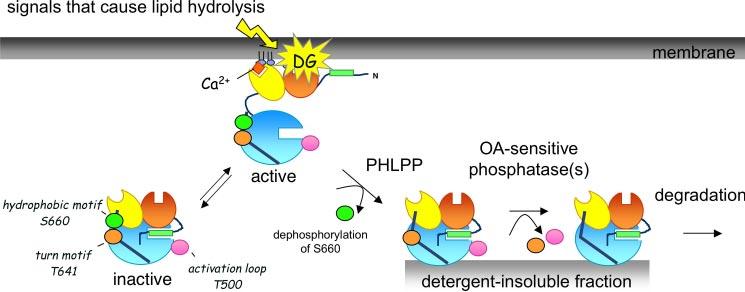FIGURE 8. Model showing proposed role of PHLPP in terminating the life cycle of PKC.