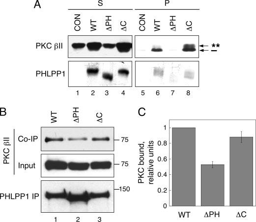 FIGURE 3. The PH domain of PHLPP1 plays a critical role in PHLPP-mediated dephosphorylation of PKC. A, the PH domain of PHLPP1 is required for efficient dephosphorylation of PKC II in vivo.