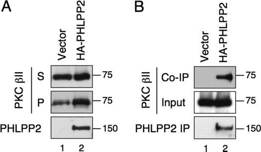 FIGURE 4. The second isoform of the PHLPP family, PHLPP2, functions as a phosphatase for PKC. A, dephosphorylation of PKC II upon overexpression of HA-PHLPP2 in cells.