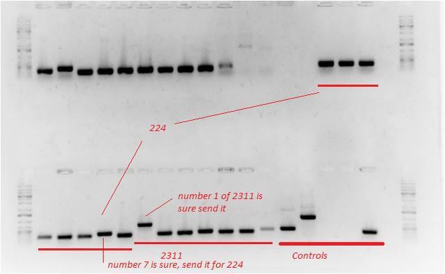 End of the Note Book 16 September 2016 Colonies PCR Mix (25 µl total volume reaction): + clones - 12.5 µl DreamTaq PCR Mastermix 2X (ThermoScientific) - 2.