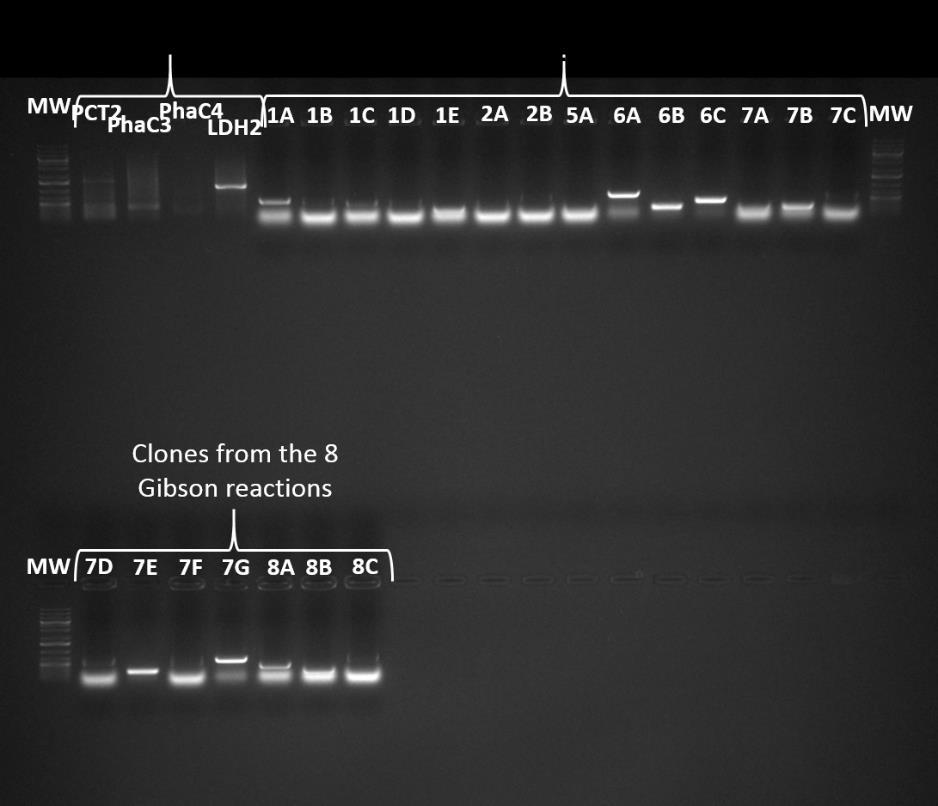 Agarose gel 1 % Digestion E+P Mix: Vf= 100 µl DNA 50 µl Buffer 2.1 10 µl EcoR1 1.5 µl Pst1 1.