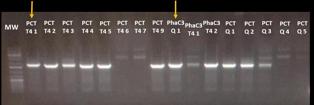20 October 2016 Gel electrophoresis with mixture from PCR on colonies obtained from PhaC3_only and PCT2_only ligations in psb1c3.
