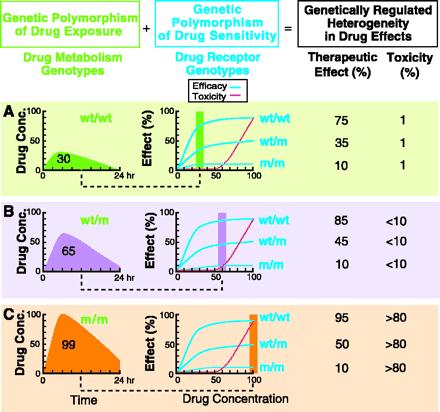 PD & PK (polygenic) Determinants of Drug Effects