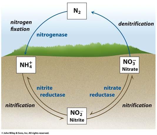Bacteria Nitrogenase Costly 16 ATP per N 2 molecule Nitrogen fixation Assimilation into
