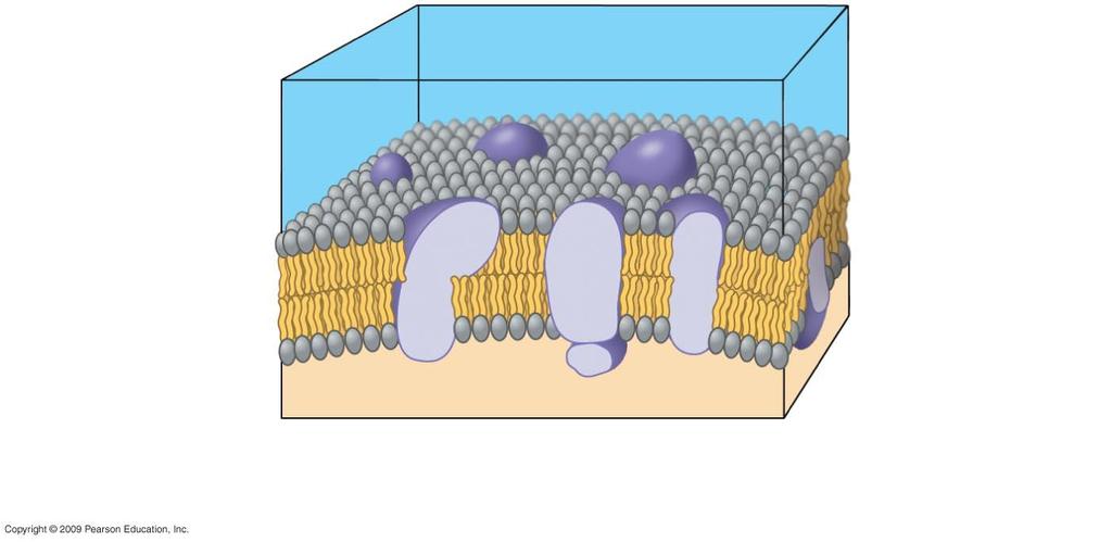 Hydrophilic heads Hydrophobic tails Inside cell Outside cell