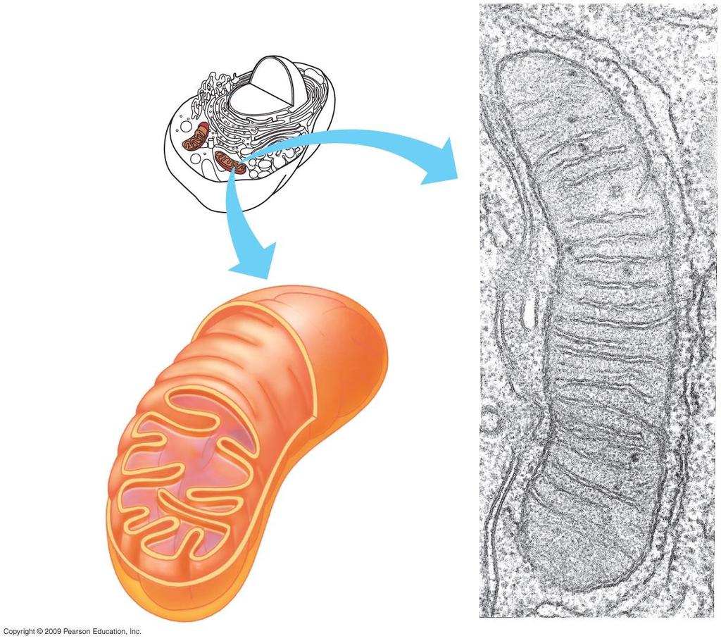 Mitochondrion Intermembrane space