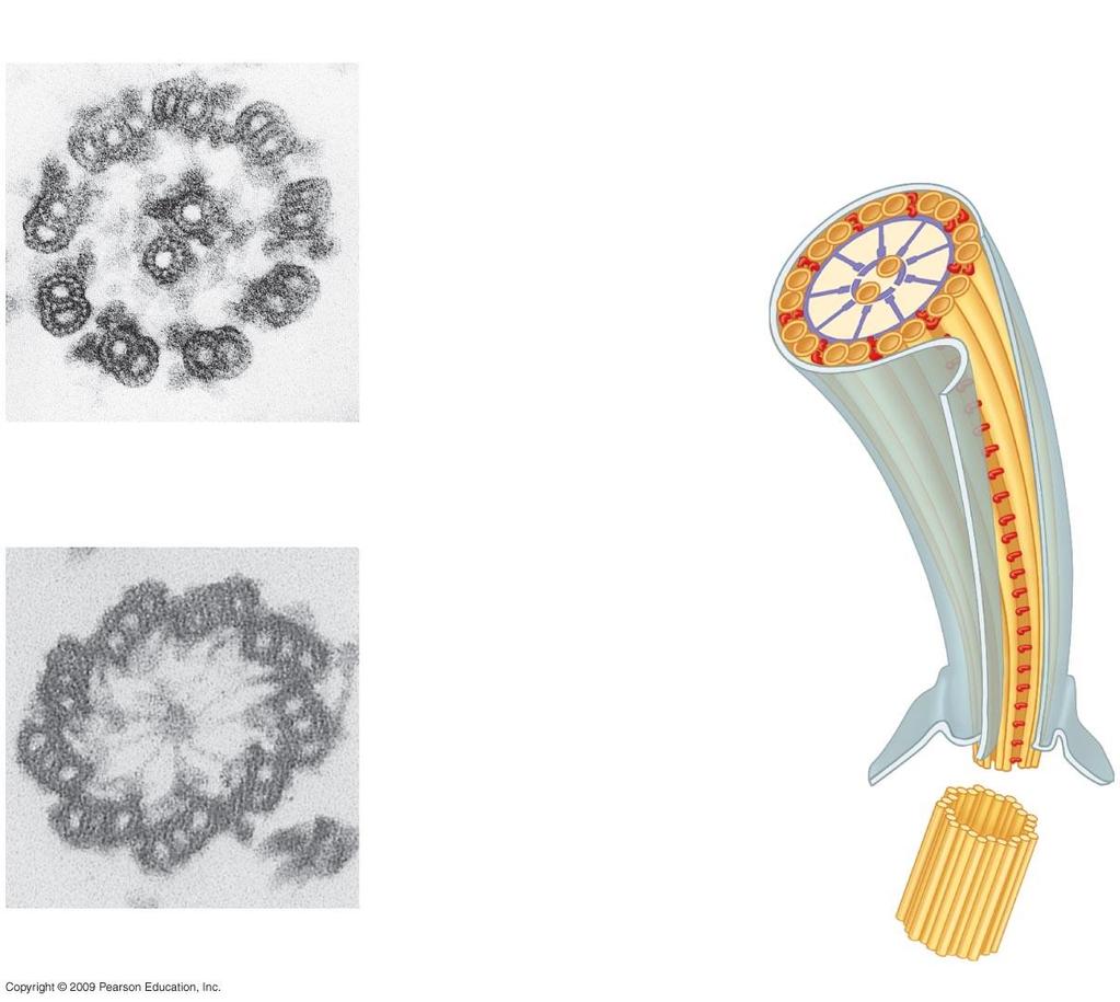 Cross sections: Outer microtubule doublet Central microtubules Radial