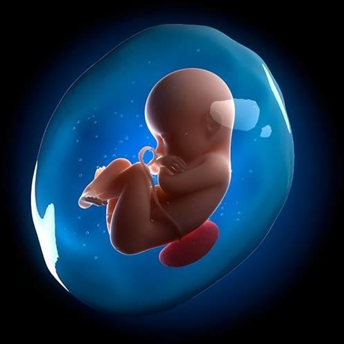 Amniotic Stem Cells Derived from amniotic fluid obtained during scheduled c-sections from consenting donors Amniotic fluid surrounds fetus during pregnancy, feeding it Normally, this fluid is simply